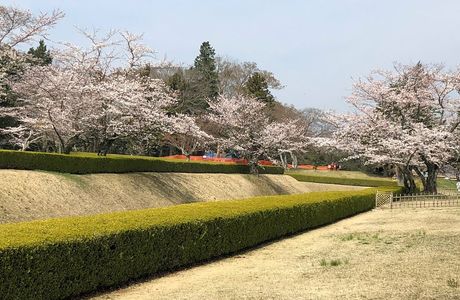 Sakura Castle Site Park