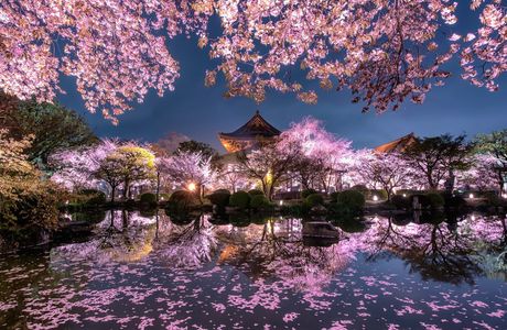 Sakura Garden