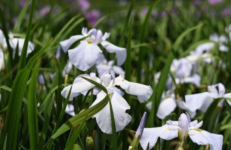 Kawatsu Hanashobuen Garden