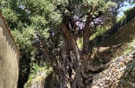 L'Olivier Millénaire