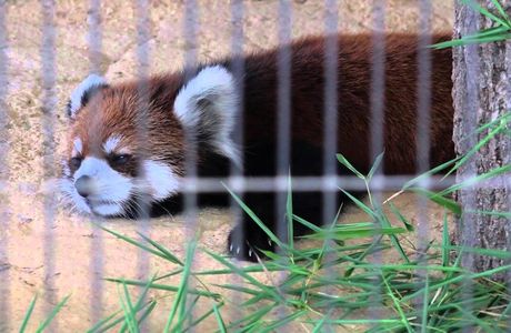 Nishiyama Zoo