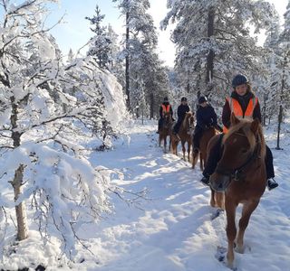 Polaris Point Horses
