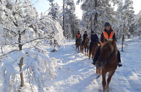 Polaris Point Horses