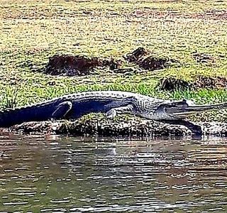 National Chambal Sanctuary