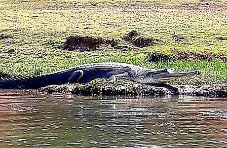 National Chambal Sanctuary