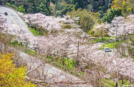 Shinyoshino Park
