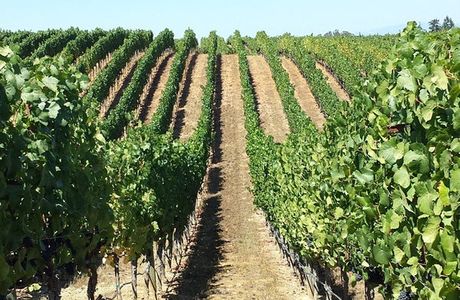 Paul Hobbs Winery