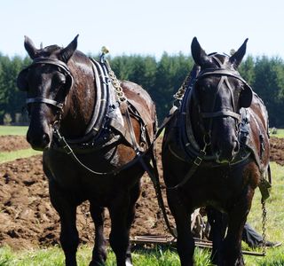 Horse & Plow