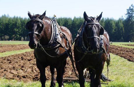 Horse & Plow