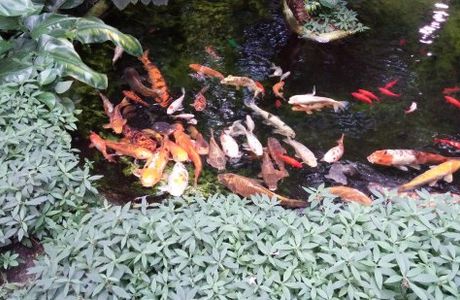 Palmiarnia Poznanska (Palmenhaus Poznan)