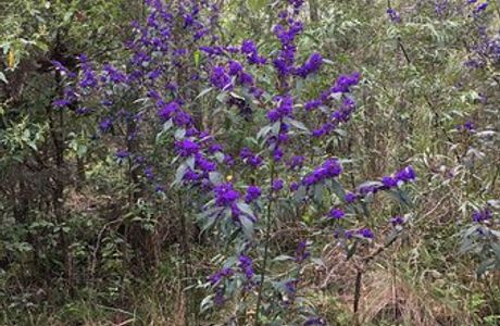 Greater Beedelup National Park