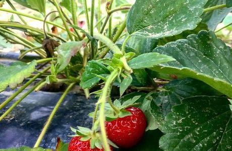 Il Giardino della Frutta