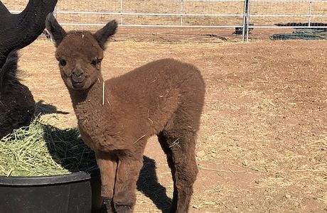 Plum Creek Alpacas