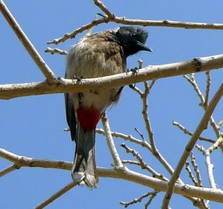 Jalore Wildlife Sanctuary
