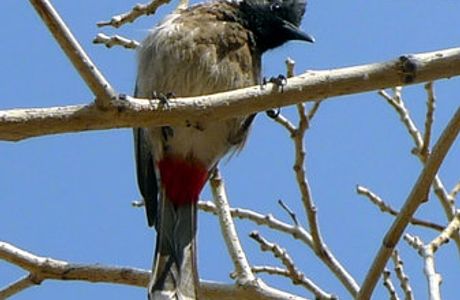 Jalore Wildlife Sanctuary
