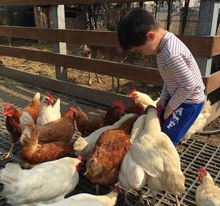 Daoxiang Farm