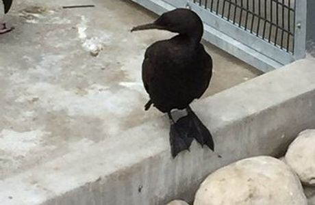 SANCCOB Western Cape - Seabird Rehabilitation Center