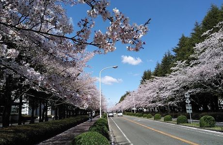 Norin Sakuradori