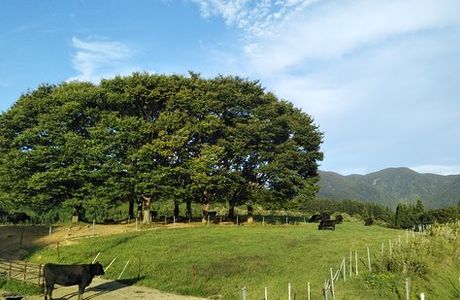 Gassan Kogen Ranch