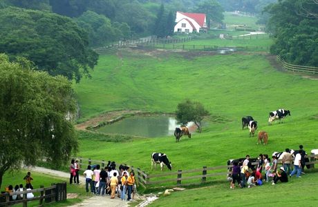 Flying Cow Ranch