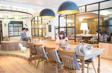 Cat Cafe Mocha Lounge Ikebukuro East Entrance
