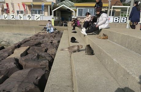 Ainoshima Island