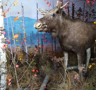Severouralsk Local Lore Museum