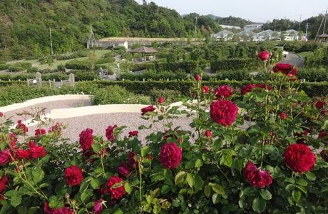 Hanasaki Farm / David Austin Roses