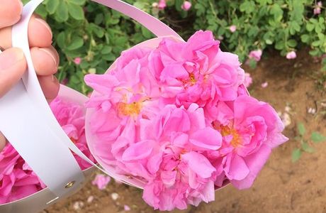 Valley of Roses