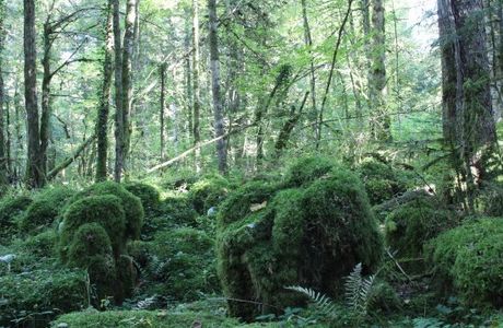 La Forêt de la Joux