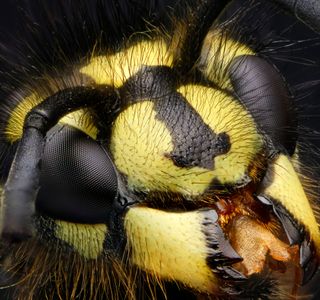 Wasp Head