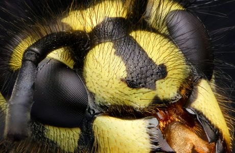 Wasp Head