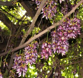 Ira Tobi Kazura (Special Nature Museum)