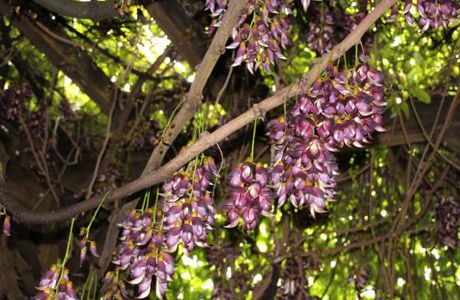 Ira Tobi Kazura (Special Nature Museum)