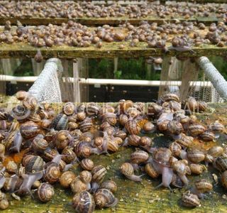 Snail Farm