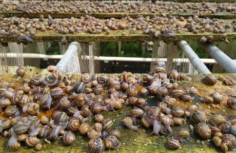 Snail Farm