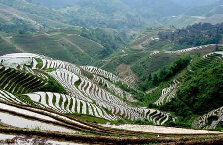 Terrace Rice Field
