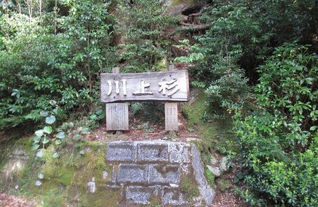 Kawakamisugi