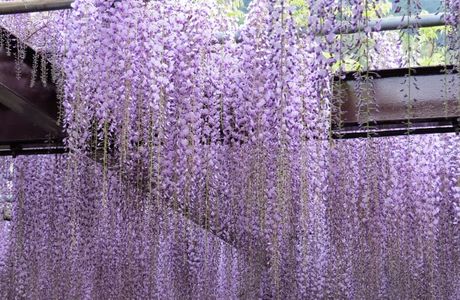 Japanese Wisteria of Kurogi