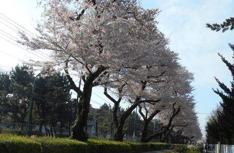 Higashihara Cherry Blossom Trees