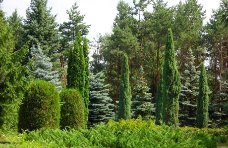 Vasyutinsk Arboretum