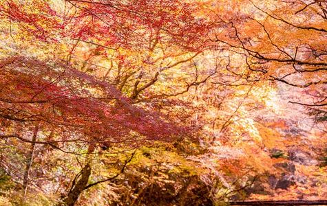 Mt. Odami Valley 1