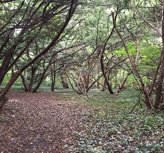 Bailey Arboretum