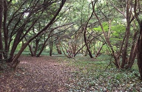 Bailey Arboretum