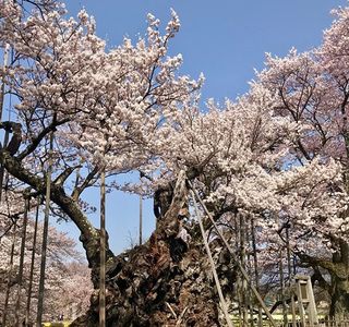 Yamataka Jindai Cherry Blossom
