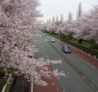 Daigakudori Street