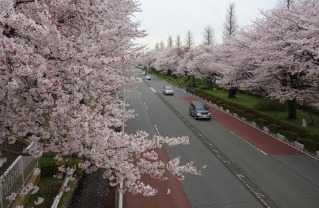Daigakudori Street