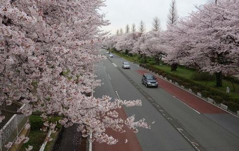 Daigakudori Street 1