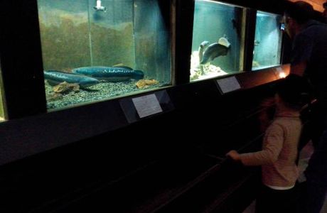 Fresh-Water Fish Aquarium
