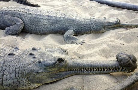 Crocodile Breeding Centre